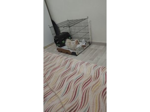 Çok temiz bakımlı ve uysal pomeranian