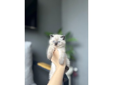 Baby face brıtısh shorthair yavrularım 