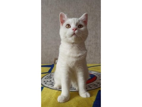 Beyaz oyuncu ev arkadaşı british longhair