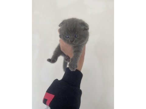 Ayı kafa scottish fold yavrular