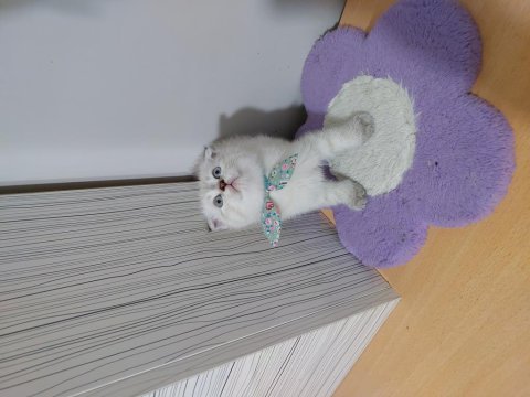 Scottish fold paşam hazır