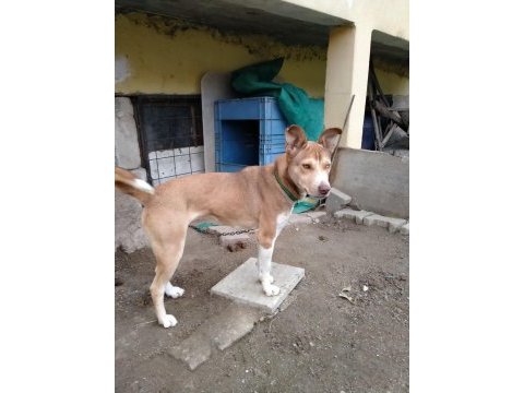 Yavru husky