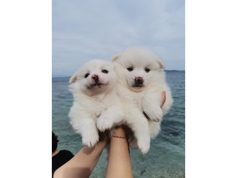 50 günlük pomeranian yavrular