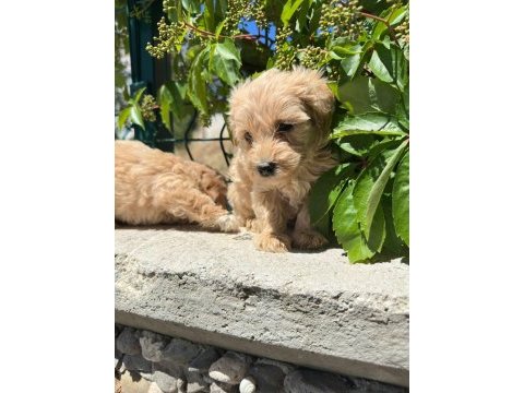 Maltipoo yavrum 55 günlük
