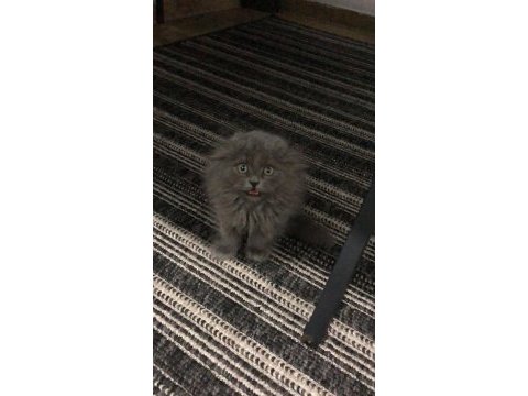 Uzun tüy 2 aylık erkek scottish fold