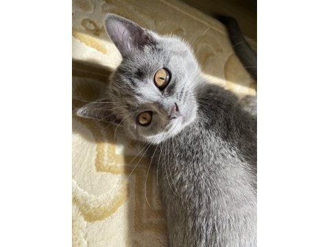 British shorthair iki buçuk aylık yavru