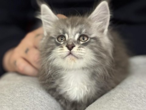 Ankranın en seçkin maine coon yavruları
