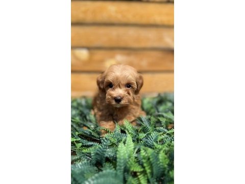 Maltipoo yavrularımız