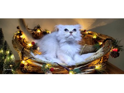 Scottish fold ve straight