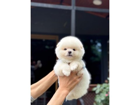 Sağlık ve ırk garantili pomeranian boo