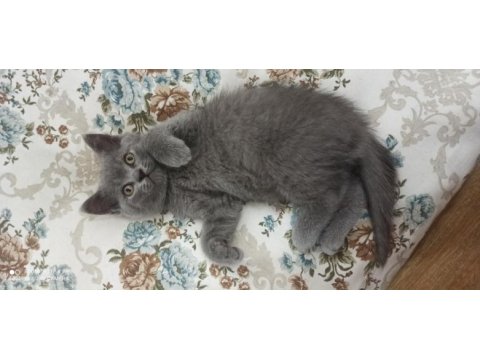 British shorthair 4 aylık yavru