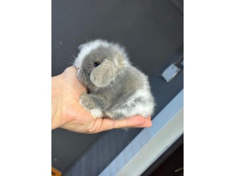 Veterinerden hollanda cüce ve mini lop tavşan