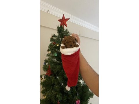 Toy poodle bebekler