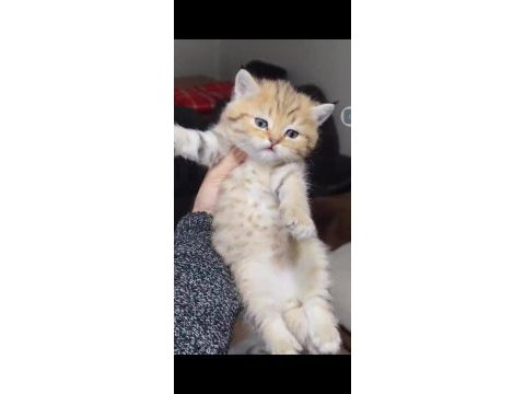 British shorthair