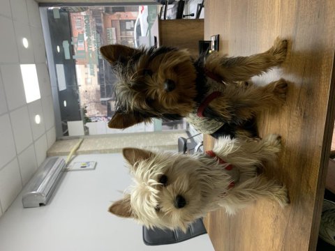 1 erkek 1 dişi rezerveye açık yorkshire terrier