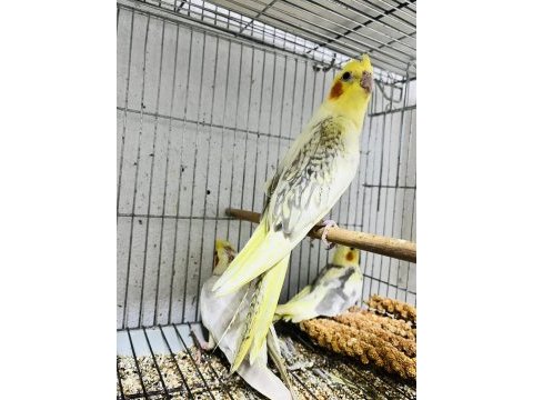 Sultan papağanlar 3 adet