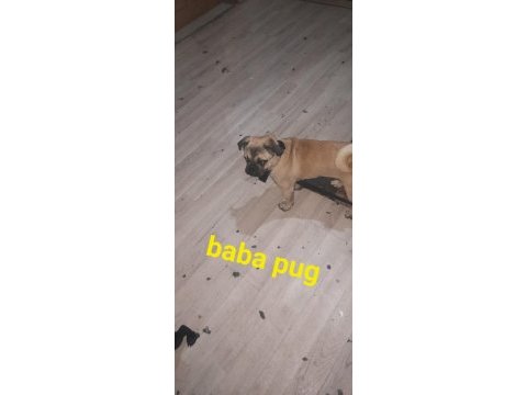 26 günlük dişi erkek yavru pug