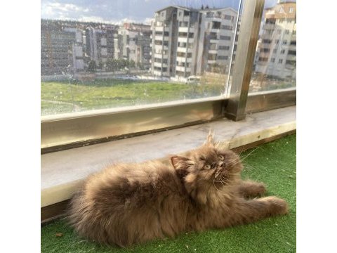 Scottish fold ev british shorthair show bebekler