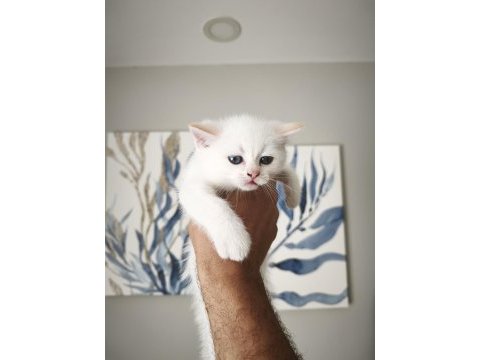45 günlük eğitimli scottish fold