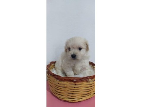 Maltipoo bebekler teslime hazır