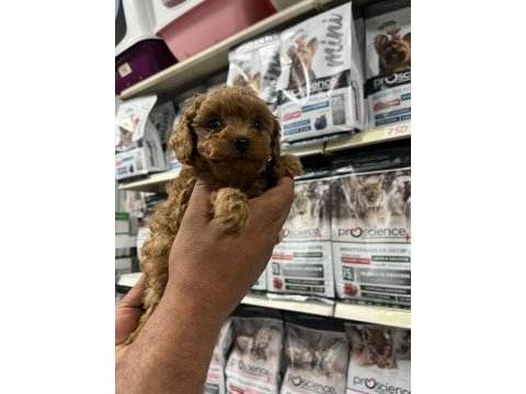 Türünün en güzel örneklerinden poodle yavrumuz