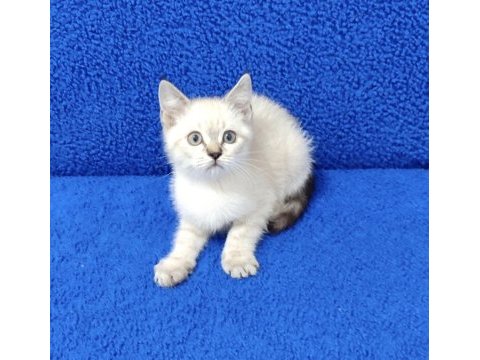 Lynx point ponçik yeni yuvalarına gitmeye hazır