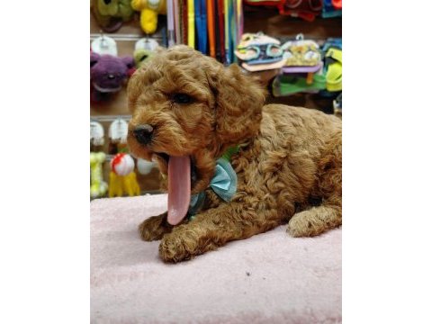 Toy poodle yavrular ırk sağlık garantili