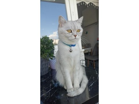 British shorthair kısır dişi