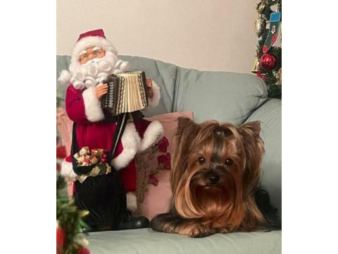 Yorkshire terrier tea