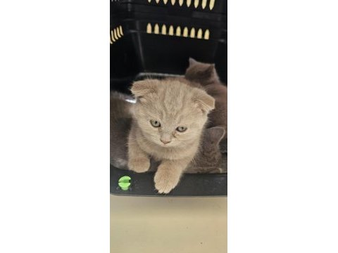 2 aylık erkek scottish fold