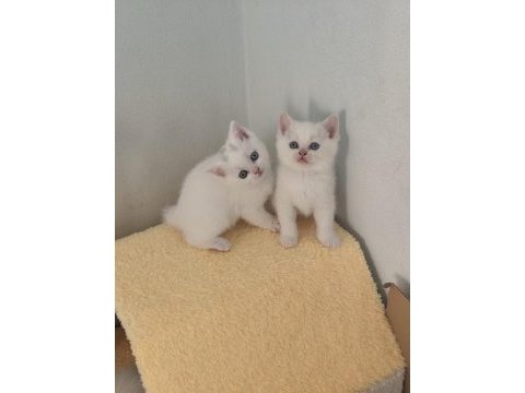 A kalite kedilerimiz değerli yuvalarını arıyor