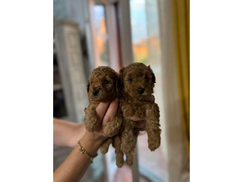 Toy poodle yavrular aşılı sağlıklı karneli