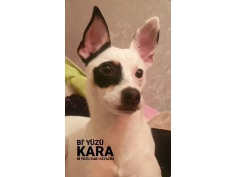 Ares 2 yaşında jack russell melezi