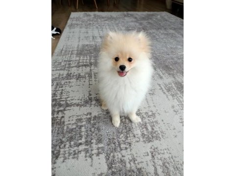 Pomeranian boo erkek