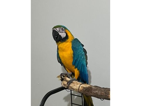 Ara macaw sahiplendirme uyguna ele alışkın uysal