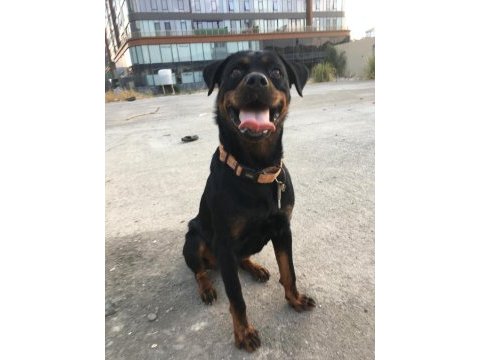 Dişi şampiyon yavrusu rottweiler