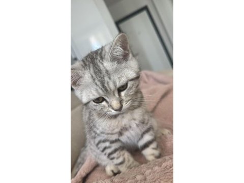 Sahiplendirmek istiyorum british shorthair