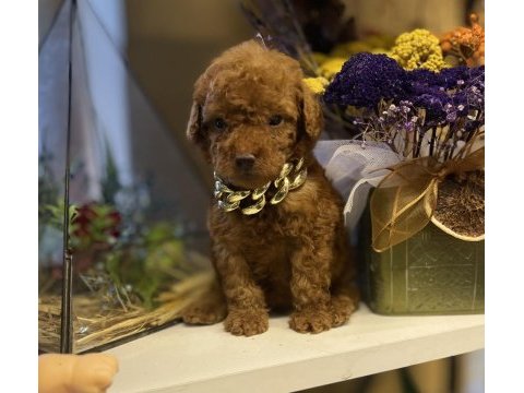 Tedi surat kore 585 gr oyuncak kaniş