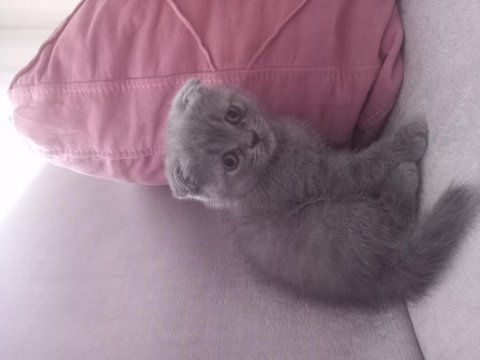 Safkan scottish fold