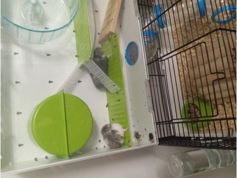 Kafesi ve herşeyi ile birlikte verilecek hamsterlar
