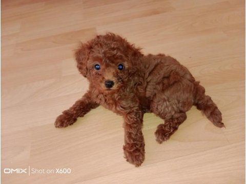 Korekan toy poodle bebekler için iletişim kurabilirsiniz