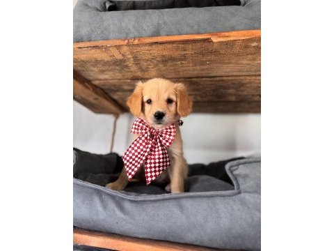 Şeker mi şeker golden retriever bebekler