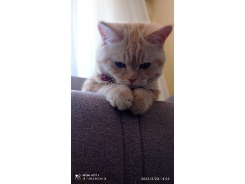 7 aylık british shorthair