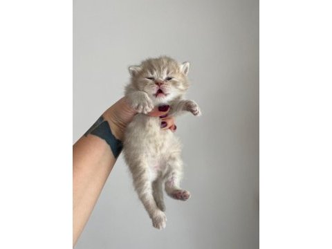 British shorthair yavrular 3 dişi 1 erkek