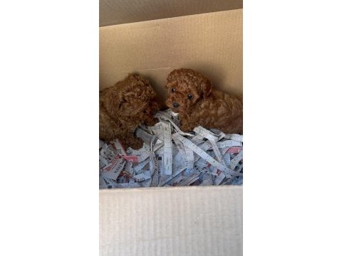 Kore kan toy poodle yavruları daha uygunu yok