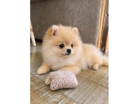 Pomeranian yavrular kg garantili sıfır boy