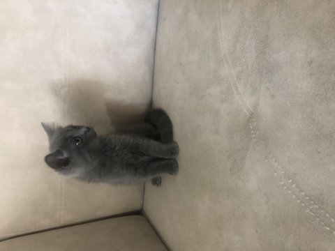 British shorthair erkek yavrumuz