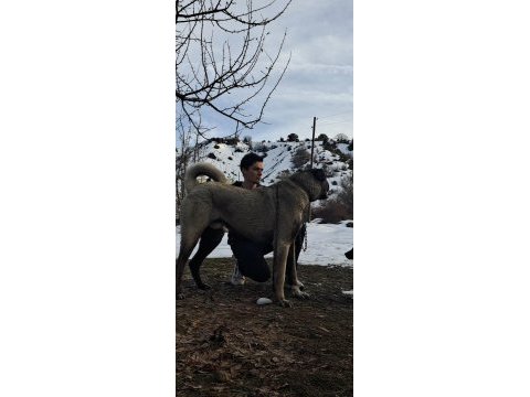 Değerini verene orjinal kangal