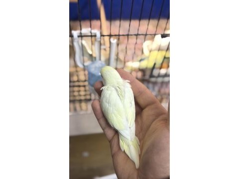 Yeni yeme düşmüş iri çek muhabbet kuşu yavrular