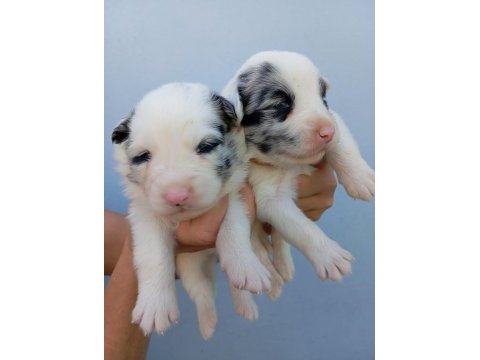 Irk ve sağlık garantili border collie bebekler
